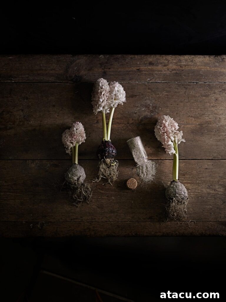 Pink hyacinth bulbs arranged on a natural wooden table, offering a simple yet elegant touch for Christmas decor.