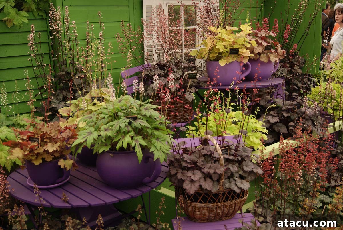 Striking combination of indigo and rust-colored Irises with dark red foliage at Chelsea Flower Show