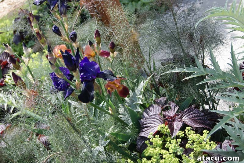 Stunning display of mixed perennials in a Chelsea show garden, featuring rich purple and red tones