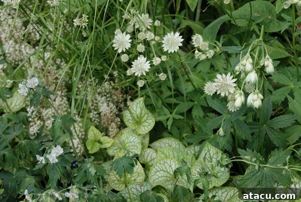 Delicate Astrantia blooms in a naturalistic garden setting, popular at Chelsea Flower Show