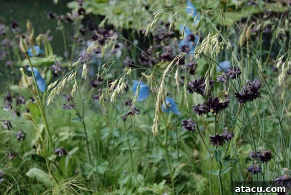 Elegant Aquilegia and striking blue Himalayan Poppy blooms in a harmonious garden setting