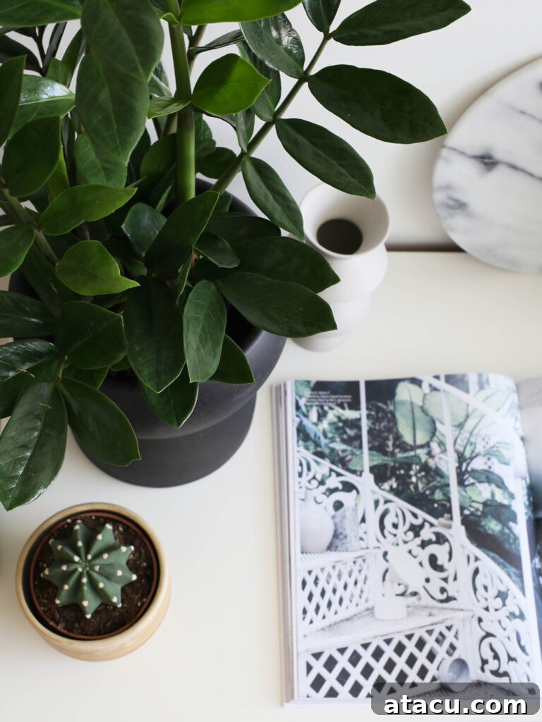 zamioculcas plant