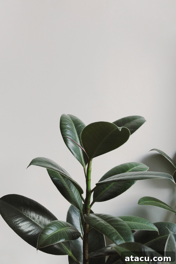 Rubber plant
