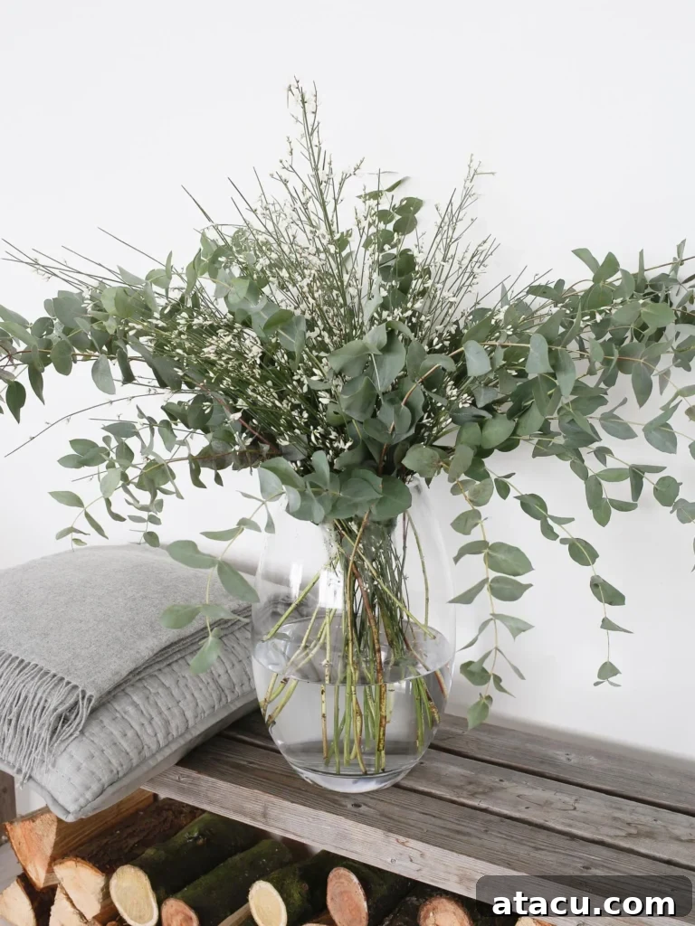 A tall, elegant clear glass vase holding a voluminous display of eucalyptus branches and white genista flowers.
